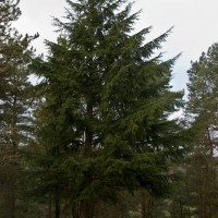 Western Hemlock